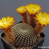 Reicheocactus pseudoreicheanus jachalensis ©Georges Marchand.jpg